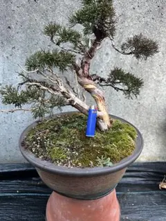 2026年最新】真柏盆栽の人気アイテム - メルカリ