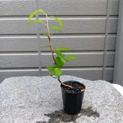 ちー様 リクエスト 2点 まとめ商品