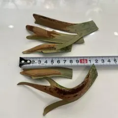 P.willinckii 'Copper Will' wide form胞子のサムネイル
