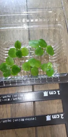 アマゾンフロッグピット(小) 10株 無農薬 匿名発送 スネールなしのサムネイル