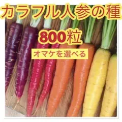 ボブ様 リクエスト 2点 まとめ商品
