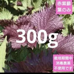 希少 香りうら紫蘇 葉だけ　300gのサムネイル