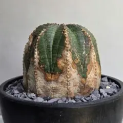 ユーフォルビア オベサ 木質化 発根管理株