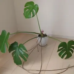 訳あり(説明文必読)モンステラ 観葉植物 気根付き - メルカリ