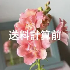 MIYABI様 リクエスト 2点 まとめ商品