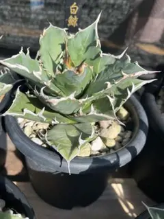 【龍園觀】No.A548 特選 アガベ 多肉植物 チタノタ 福建白鯨 夕映 狂刺 強棘 極上株 包葉 アガベ 白鯨の通販