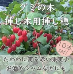 グミの木 挿し木用 挿し穂10本 ナツグミ 果実酒・ジャムなどの加工にのサムネイル