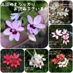 6/5b♡種♡藤色系？ヒメヒオウギ50粒位&ヒメヒオウギMix100粒以上♡のサムネイル
