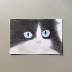 14日までJ25 「ねこ」長毛ハチワレ 手描き原画 猫のイラスト 色鉛筆