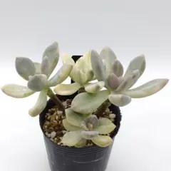 2025年最新】月下美人錦の人気アイテム - メルカリ