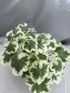 136 ＊斑入り葉ゼラニウム　ネコポス便発送 2025年最新】斑入りゼラニウムの人気アイテム - メルカリ