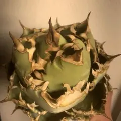2026年最新】アガベ翼竜の人気アイテム - メルカリ