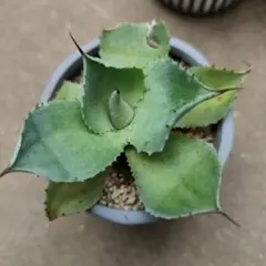 アガベ 　多肉植物　抜き苗　一株のサムネイル