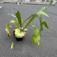 ⬛️速達 Darlingtonia ダーリングトニア 食虫植物 - メルカリ