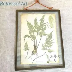 BOTANICAL ART 植物画 シダ ボタニカルアート モビリグランデ