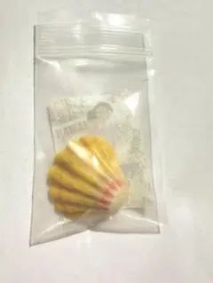 【新品】レア！　ハワイ　サンライズシェル　お土産　Hawaii 貝　ネックレス