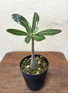 ゆーきん樹種不明　塊根植物　メルカリ便 大株 ウォレマイ・パイン 約55cm 絶滅危惧種 苗木 希少 ジュラシック