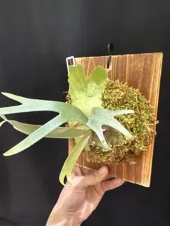 P. Willinckii Spur(TC) 【51】 - メルカリ