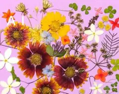 押し花素材 ＡＩ