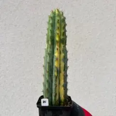 #85 斑入り Trichocereus pachanoi パチャノイのサムネイル