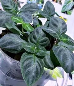 熱帯植物　LA便　ギムノスタキュウム sp.　銀葉のサムネイル