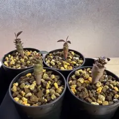塊根植物セット 2026年最新】塊根植物 セットの人気アイテム - メルカリ