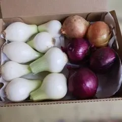 新鮮な玉ねぎセット（白・赤・黄）