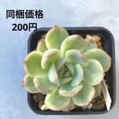 No.7 七福神 抜き苗 多肉植物 - メルカリ