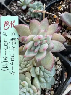 2026年最新】Miyaさん苗の人気アイテム - メルカリ