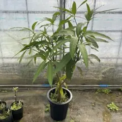 Masami様 リクエスト 2点 まとめ商品