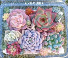 2025年最新】多肉 エケベリア セットの人気アイテム - メルカリ