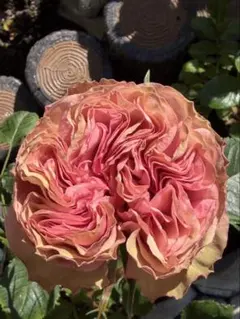 Infinity Rose フォトフレーム 造花 - メルカリ