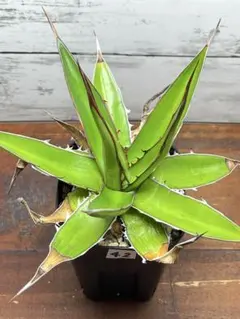 2025年最新】アガベ ホリダ ペロテンシスの人気アイテム - メルカリ