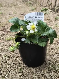 １株　ジャンボいちご まんぷく2号 いちご苗 家庭菜園