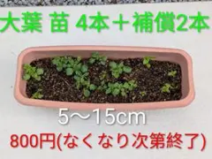 無農薬 大葉苗 青じそ苗 6本 根付き 若苗4本＋補償2本 家庭菜園 プランター