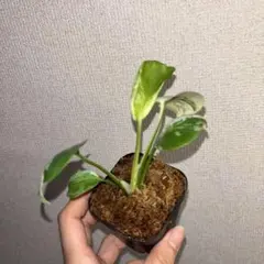 몬스테라 델리시오사 민트