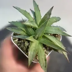 2026年最新】アガベ悪魔の人気アイテム - メルカリ