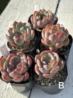 爪々～ 実生苗 ⭐️ラジョヤ×黒爪ザラゴーサ⭐️多肉 エケベリア 自作交配 爪々～ 実生苗 ⭐️ラジョヤ×黒爪ザラゴーサ⭐️多肉 エケベリア