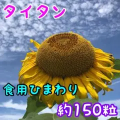 sote様 リクエスト 2点 まとめ商品