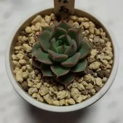 2026年最新】ロウルサンコさん苗からの人気アイテム - メルカリ