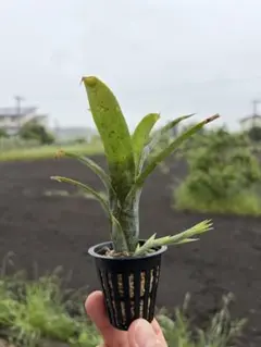 ネオレゲリア パウシフローラ パープル 群生 ② ネオレゲリア パウシフローラ パープル 群生 - メルカリ