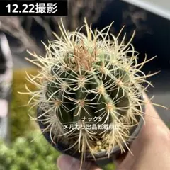 ひでさん様 リクエスト 2点 まとめ商品