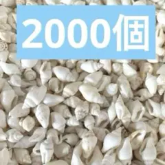 貝殻　小さい貝殻　ホワイト　まとめ売り　レジン　素材　パーツ　白　海　巻貝