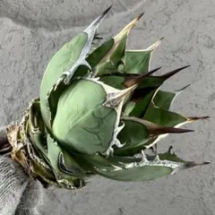 アガベ ホリダ 極上株 極上強刺 Agave horrida 球状株 - メルカリ