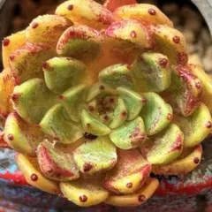 NEW❗️【レア種】大人気エケベリア　韓国苗　沙羅姫牡丹　美苗　厳選苗　多肉植物❣️のサムネイル