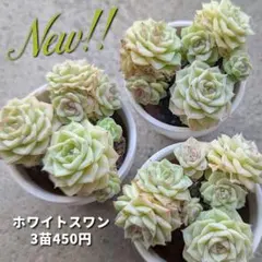 葉挿し　大量セット 葉挿し 大量セット