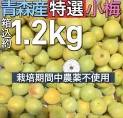 9.青森県産 特選 小梅 豊後梅 箱込み約1.2kg 常温発送のサムネイル
