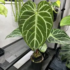 Anthurium ハイブリッド Garden King - メルカリ