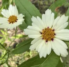 コレオプシス　白　10株　まとめ購入希望の方どうぞ♪ コレオプシス 白 10株 まとめ購入希望の方どうぞ♪