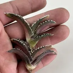 2026年最新】アガベ sad 錦の人気アイテム - メルカリ